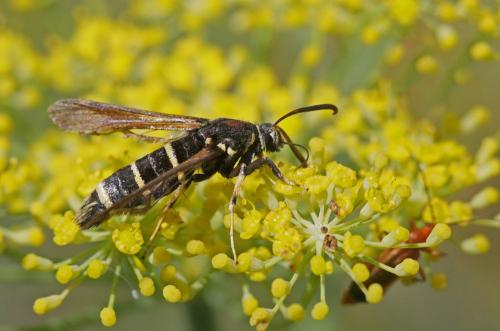 Réf. 188 048 : Paranthrene tabaniformis